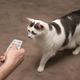 Illustration for article titled Control-A-Cat Remote Only Makes Cats More Frustrating